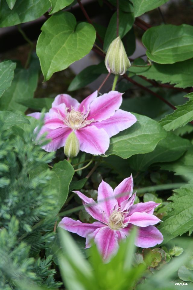 klematis